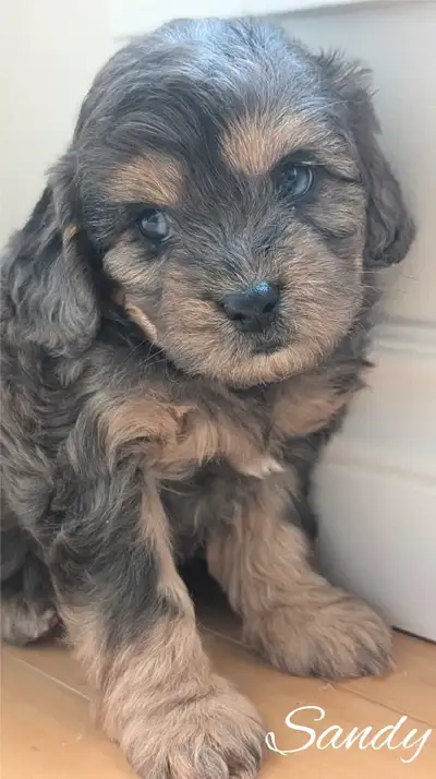 F1bb Cavapoos!!!, View more