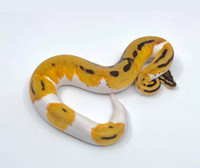 Orange Dream Pied 66% Lavender Albino Snake