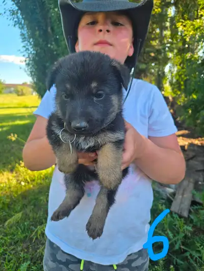 OUR GERMAN SHEPHERDS ARE THE OLD STYLE BEFORE THEY CHANGED THEM FOR THE SHOW RING, THEY DONT HAVE SL...