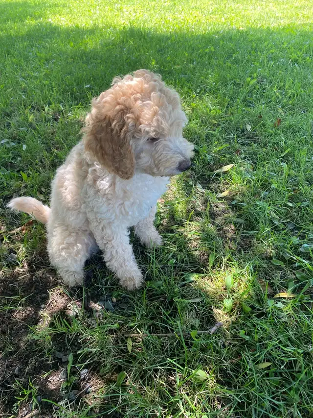 Caniche royal 500$ in Dogs & Puppies for Rehoming in Saint-Hyacinthe - Image 7