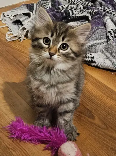 SIBERIAN FOREST KITTEN, View more