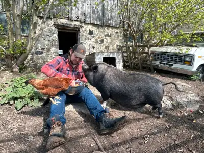 We are re-homing our 3 year old pot belly pig. She’s a nice pig, lets me pet her. She’s about 140 lb...