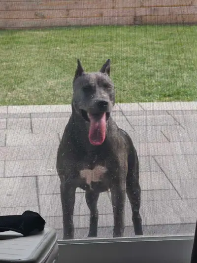 1-Year-Old Female American Bully Looking for a Loving Home, View more