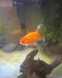 giving away goldfish - found a home, no longer available! 