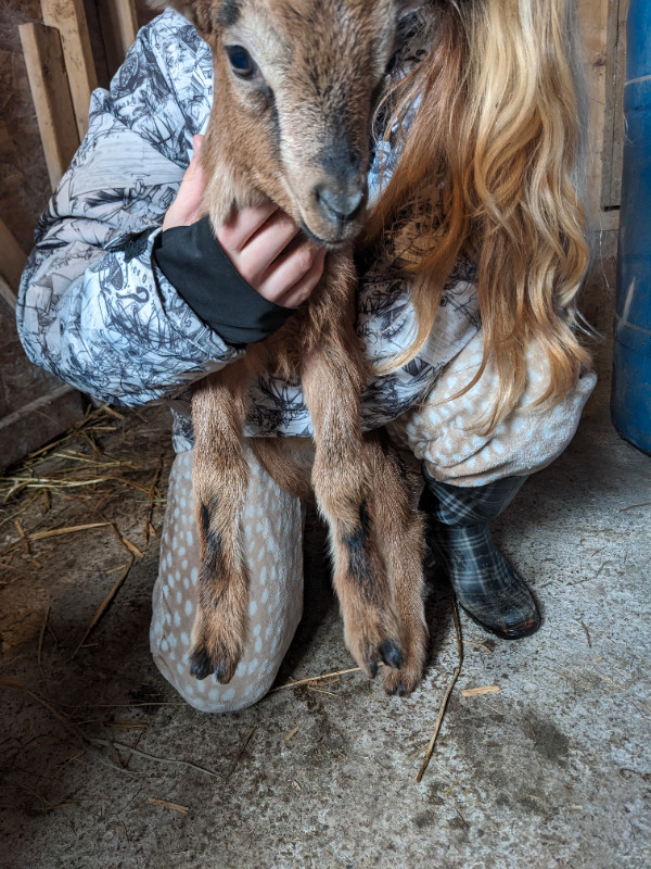 Goat for sale in Livestock in Moncton - Image 2