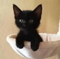 Super cute black kittens