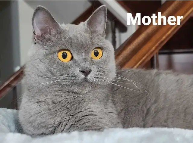 ❤️❤️ Purebred British shorthair kittens in Cats & Kittens for Rehoming in West Island - Image 10