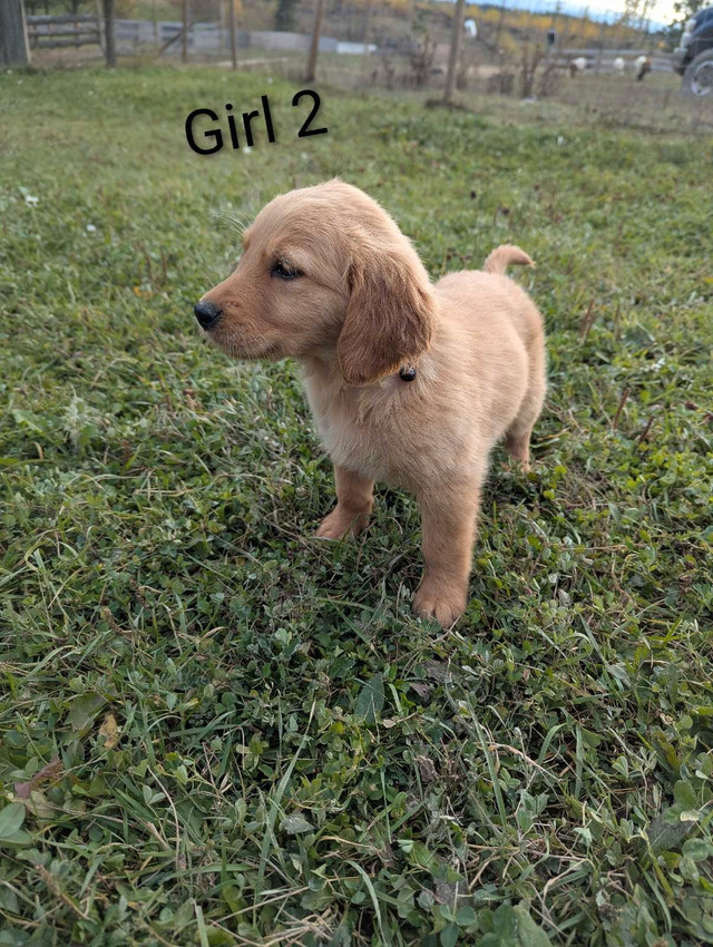 GOLDEN RETRIEVER pups! in Dogs & Puppies for Rehoming in Delta/Surrey/Langley - Image 2
