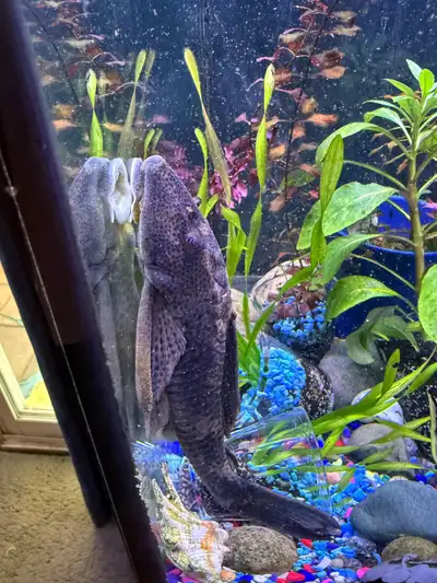 sail fin pleco large , View more