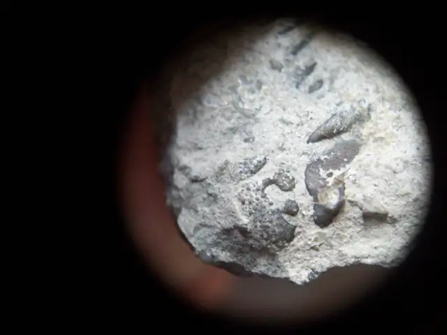 FLEXICALYMENE TRILOBITE in Arts & Collectibles in Oshawa / Durham Region - Image 2