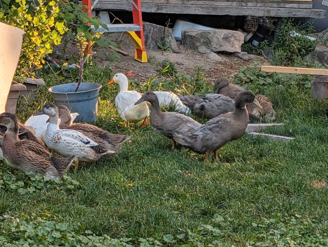 Male Ducks in Livestock in Kingston - Image 4