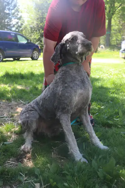 POODLE+BROWN/PHANTOM HANDSOME & LOVES CHILDREN, View more
