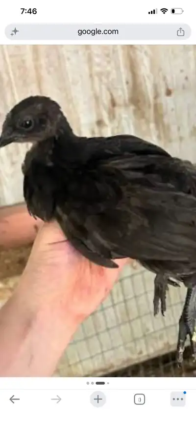 Pure breed Ayam cemani chicken for sale , 3 hens and a rooster for $200 firm