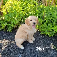 MINI GOLDENDOODLES, Males and Females Available 