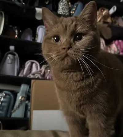 Purebred Cinnamon British Shorthair, View more
