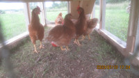 ❗Quality Chicken Coops  Fits in 1/2 Ton (Builder)2024Don't wait❗