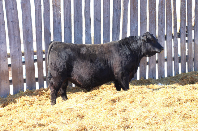 Black Angus Bulls in Other in Saskatoon - Image 4