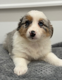 Aussie Shepherd Puppies Ready For Loving Homes