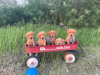 CKC Labrador Retriever Puppies (Fox Red Labs)