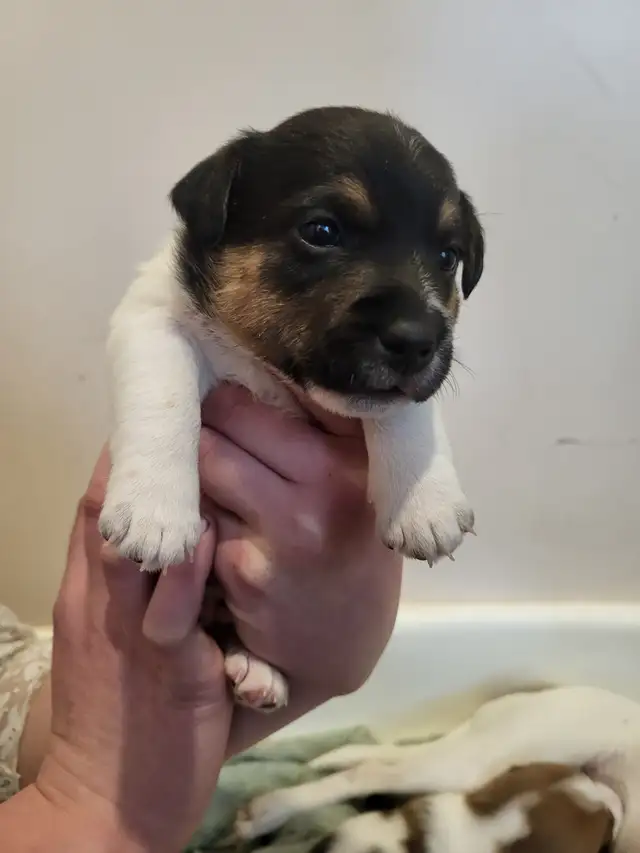 Cute Jack Russell Pups for Sale! in Dogs & Puppies for Rehoming in Pembroke - Image 9