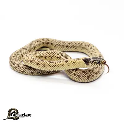 Serpent roi de la Californie - Dirty Banana 66% het hyper albino, View more