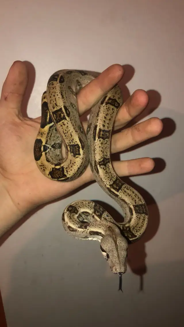 Reptiles in Reptiles & Amphibians for Rehoming in Penticton - Image 5