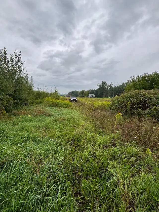 brush cutting 