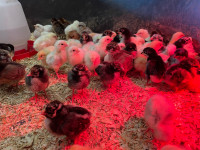 Heritage Bred Sexed chicks 