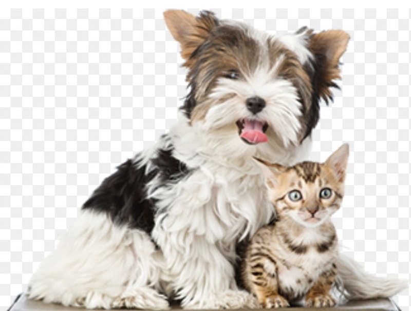 Fun boarding for your cats and dogs that feels like home Animal & Pet Services Mississauga