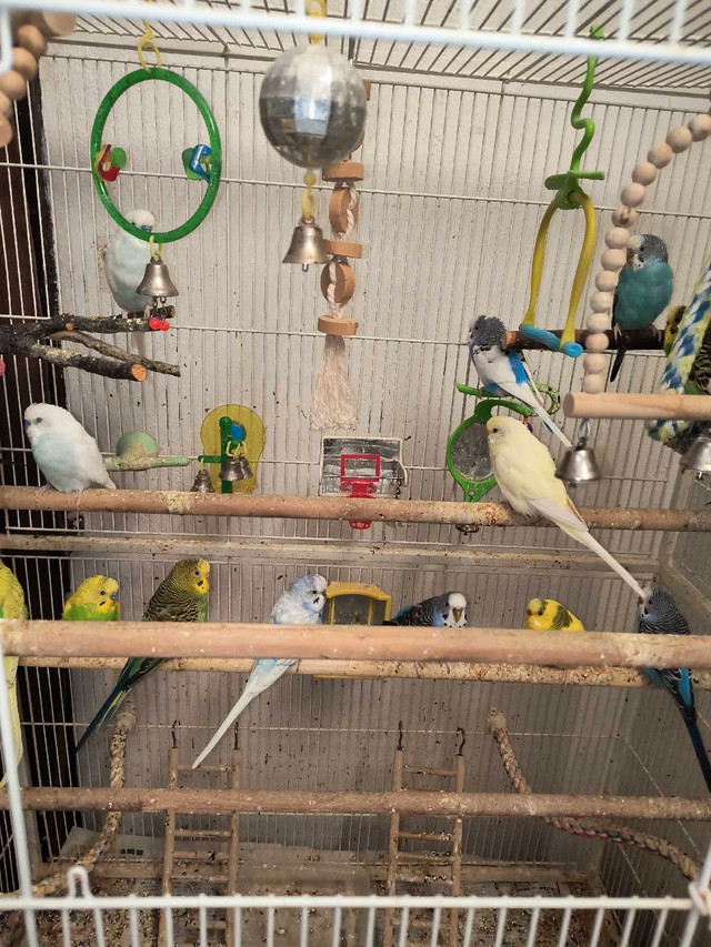 17 Budgies with Cage in Birds for Rehoming in Edmonton - Image 4