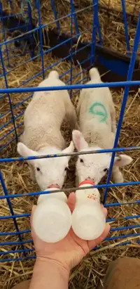 Bottle lambs