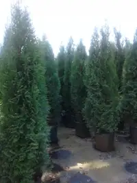 Emerald Cedar Trees(Potted) (5 - 6')