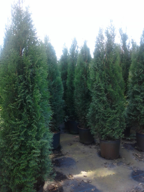 Emerald Cedar Trees(Potted) (5 - 6') in Plants, Fertilizer & Soil in Chilliwack
