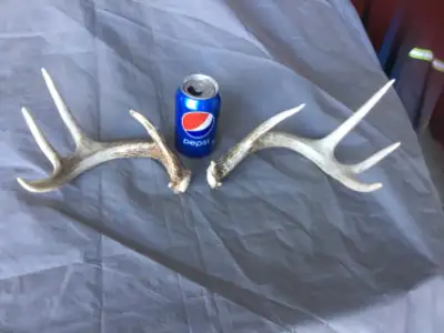 Deer sheds for sale, $50 each pair, Great for rattling in those Big Bucks during the Rut, call Ken @...
