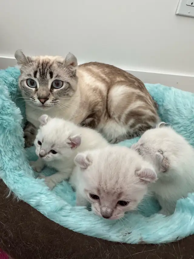 highland lynx  in Cats & Kittens for Rehoming in Trois-Rivières - Image 4