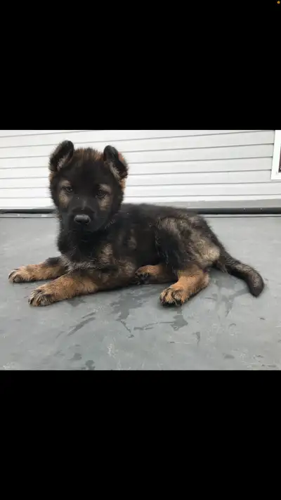 GERMAN SHEPHERD PUPPY  BEAUTIFUL $850  , View more
