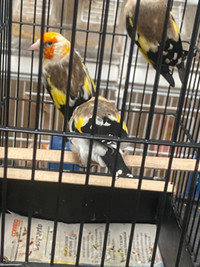 Goldfinch mutations to buy 