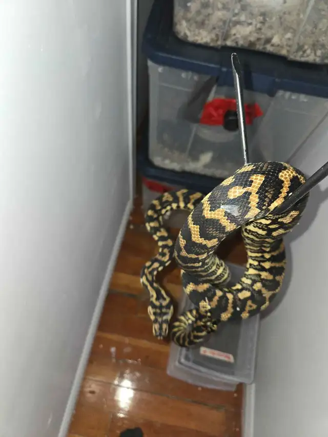 Jungle Carpet Python/Python Tapis Jungle | Reptiles & Amphibians for ...