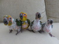 $$ SAVE $100 $$ BABY *SUN* & GOLD CAPPED CONURES $$ SAVE $100 $$