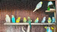 Budgies for Sale !! Multiple colours