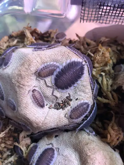 Porcellio werneri, View more