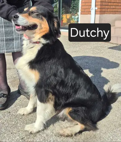 Dogs for rehoming, View more