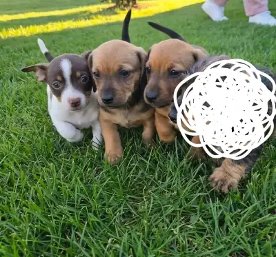 Male Chihuahua x Dachshund puppies, View more