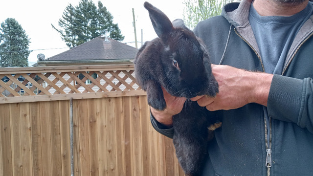 New Zealand Cross Rabbit in Small Animals for Rehoming in Chilliwack