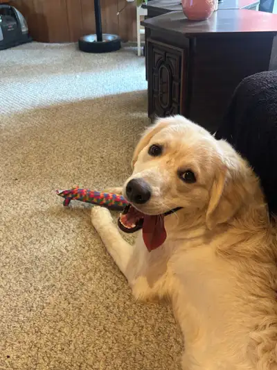 I am looking to re-home my male golden retriever/berenese mountain dog. This was a very hard decisio...