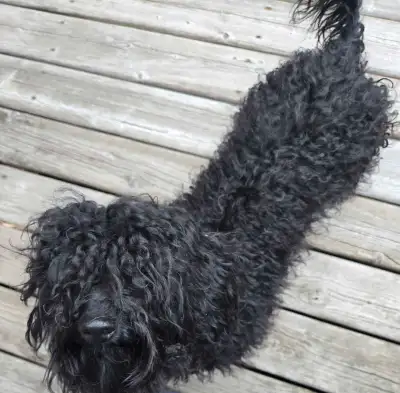 ❤️ Magnifiques caniches f et m poodles toys, View more