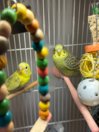 Army Green Female Baby Budgie 