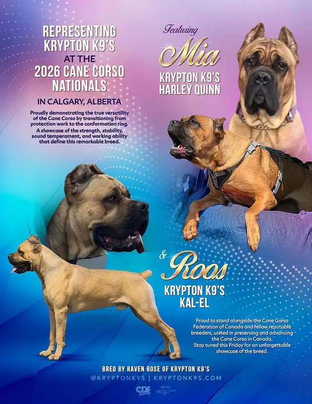 Registered Cane Corso Breeder Champion Bloodlines in Dogs & Puppies for Rehoming in Ottawa - Image 7