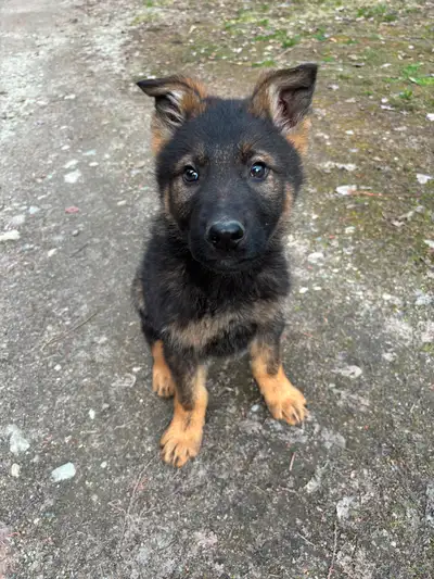 Purebred German Shepherd Puppies They have had their first vaccines, dewormed and are ready for thei...