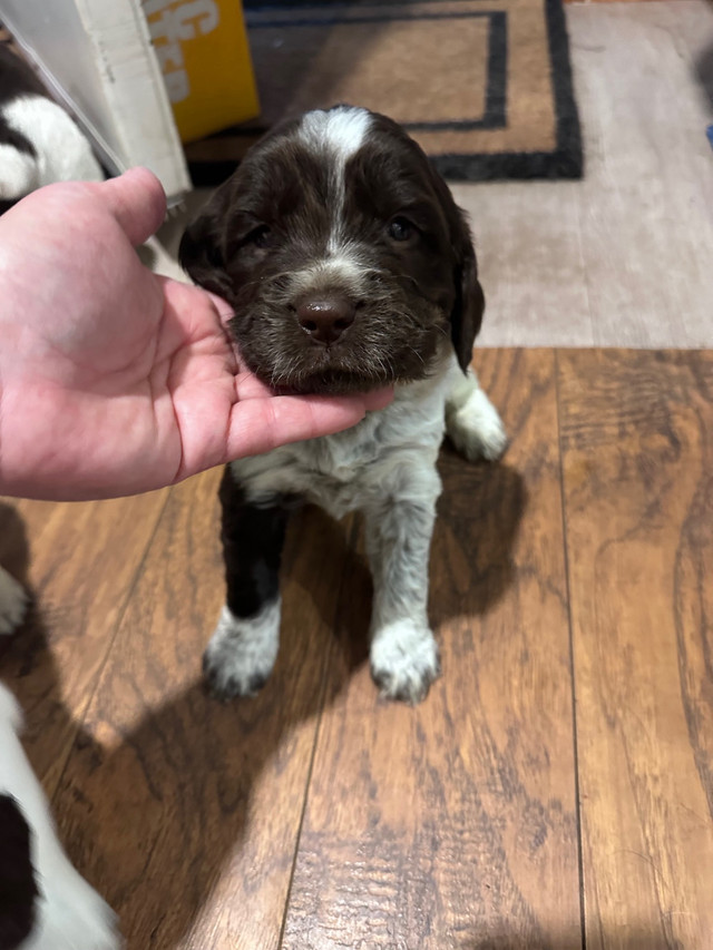 Springer Spaniel Puppies in Dogs & Puppies for Rehoming in Trenton - Image 4